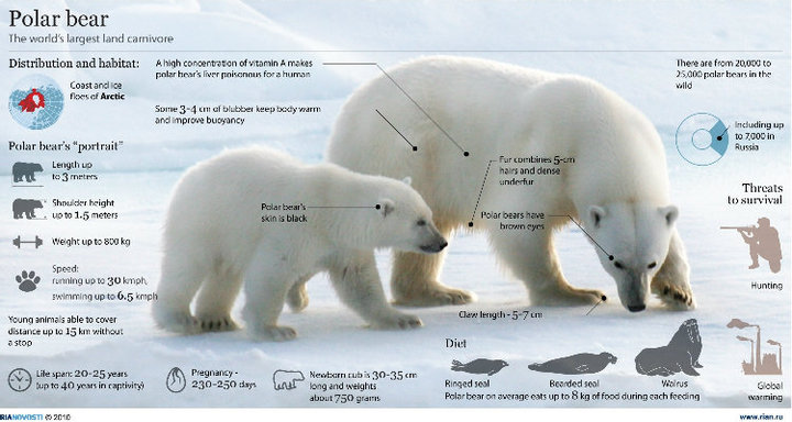 Polar Bear chart