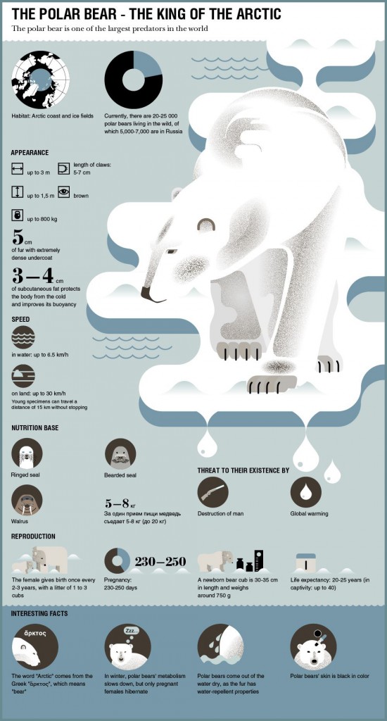 polar_bear_infographic